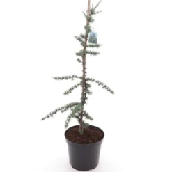 Cedrus Libani Glauca - Totale Hoogte 100-120 Cm - Pot Ø 28 Cm