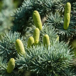 Cedrus Libani Glauca - Totale Hoogte 100-120 Cm - Pot Ø 28 Cm -Flora Hart Verkoopwinkel 1924169439