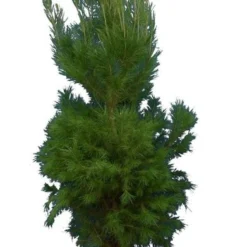 Pinus Halepensis - Totale Hoogte 250+ Cm - Pot Ø 35 Cm [pallet]