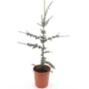 Cedrus Atlantica Glauca - Totale Hoogte 80-100 Cm - Pot Ø 22 Cm