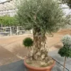 Olea Europaea - Bonsai - Stamhoogte 70-80 Cm - Pot Ø 90 Cm [pallet] -Flora Hart Verkoopwinkel 1927585362