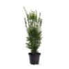 Taxus Media Hicksii - Totale Hoogte 50-60 Cm - Pot Ø 19 Cm -Flora Hart Verkoopwinkel 1936763955