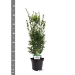 Taxus Media Hicksii - Totale Hoogte 50-60 Cm - Pot Ø 19 Cm -Flora Hart Verkoopwinkel 1936763961