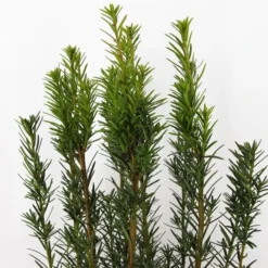 Taxus Media Hicksii - Totale Hoogte 50-60 Cm - Pot Ø 19 Cm -Flora Hart Verkoopwinkel 1936763964