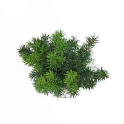 Taxus Media Hicksii - Totale Hoogte 50-60 Cm - Pot Ø 19 Cm -Flora Hart Verkoopwinkel 1936763967