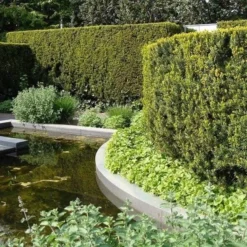 Taxus Media Hicksii - Totale Hoogte 50-60 Cm - Pot Ø 19 Cm -Flora Hart Verkoopwinkel 1936763970