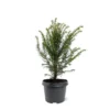 Taxus Baccata - Pot 3 Ltr -Flora Hart Verkoopwinkel 1936764621