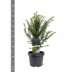 Taxus Baccata - Pot 3 Ltr -Flora Hart Verkoopwinkel 1936764627