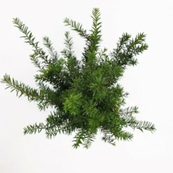 Taxus Baccata - Pot 3 Ltr -Flora Hart Verkoopwinkel 1936764630