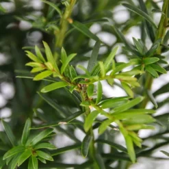 Taxus Baccata - Pot 3 Ltr -Flora Hart Verkoopwinkel 1936764633