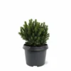 Picea Glauca Alberta Globe - Pot 3 Ltr -Flora Hart Verkoopwinkel 1936764777