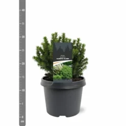 Picea Glauca Alberta Globe - Pot 3 Ltr -Flora Hart Verkoopwinkel 1936764783