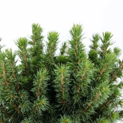 Picea Glauca Alberta Globe - Pot 3 Ltr -Flora Hart Verkoopwinkel 1936764786