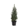 Picea Glauca Sander's Blue - Totale Hoogte 50-60 Cm - Pot 3 Ltr -Flora Hart Verkoopwinkel 1936764975