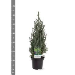 Picea Glauca Sander's Blue - Totale Hoogte 50-60 Cm - Pot 3 Ltr -Flora Hart Verkoopwinkel 1936764981