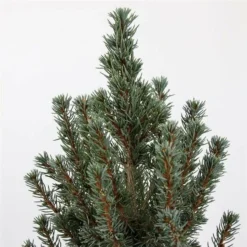 Picea Glauca Sander's Blue - Totale Hoogte 50-60 Cm - Pot 3 Ltr -Flora Hart Verkoopwinkel 1936764984