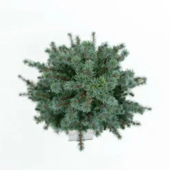 Picea Glauca Sander's Blue - Totale Hoogte 50-60 Cm - Pot 3 Ltr -Flora Hart Verkoopwinkel 1936764987