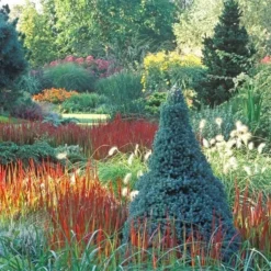Picea Glauca Sander's Blue - Totale Hoogte 50-60 Cm - Pot 3 Ltr -Flora Hart Verkoopwinkel 1936764996