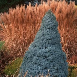 Picea Glauca Sander's Blue - Totale Hoogte 50-60 Cm - Pot 3 Ltr -Flora Hart Verkoopwinkel 1936764999