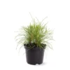 Platycladus Orientalis Franky Boy - Totale Hoogte 40-50m - Pot 3 Ltr