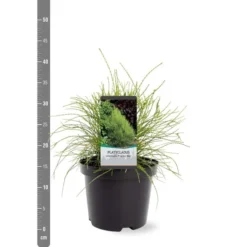 Platycladus Orientalis Franky Boy - Totale Hoogte 40-50m - Pot 3 Ltr -Flora Hart Verkoopwinkel 1936765080