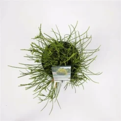 Platycladus Orientalis Franky Boy - Totale Hoogte 40-50m - Pot 3 Ltr -Flora Hart Verkoopwinkel 1936765083