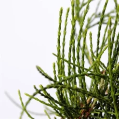 Platycladus Orientalis Franky Boy - Totale Hoogte 40-50m - Pot 3 Ltr -Flora Hart Verkoopwinkel 1936765086