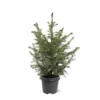 Picea Omorika - Pot 5 Ltr 1 Picea Omorika - Pot 5 Ltr -Flora Hart Verkoopwinkel 1936765293