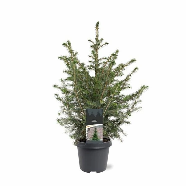 Picea Omorika - Pot 5 Ltr 4 Picea Omorika - Pot 5 Ltr - Afbeelding 2