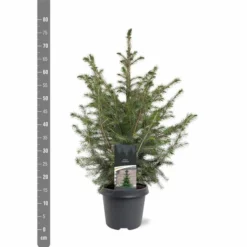 Picea Omorika - Pot 5 Ltr 9 Picea Omorika - Pot 5 Ltr -Flora Hart Verkoopwinkel 1936765299