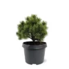 Pinus Mugo Mops - Pot 3 Ltr 1 Pinus Mugo Mops - Pot 3 Ltr -Flora Hart Verkoopwinkel 1936767753