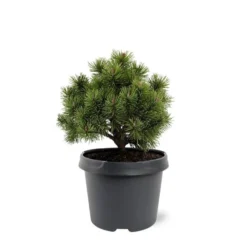 Pinus Mugo Mops - Pot 3 Ltr