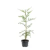 Sequoia Sempervirens - Totale Hoogte 70-90 Cm - Pot 3 Ltr -Flora Hart Verkoopwinkel 1936768815