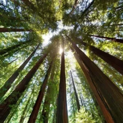 Sequoia Sempervirens - Totale Hoogte 70-90 Cm - Pot 3 Ltr -Flora Hart Verkoopwinkel 1936768827