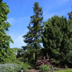 Sequoia Sempervirens - Totale Hoogte 70-90 Cm - Pot 3 Ltr -Flora Hart Verkoopwinkel 1936768830