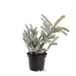 Abies Koreana Silberlocke - Pot 3 Ltr