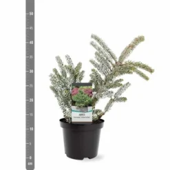 Abies Koreana Silberlocke - Pot 3 Ltr -Flora Hart Verkoopwinkel 1936769715