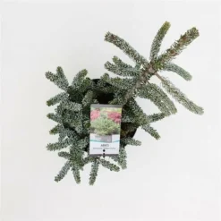 Abies Koreana Silberlocke - Pot 3 Ltr -Flora Hart Verkoopwinkel 1936769718