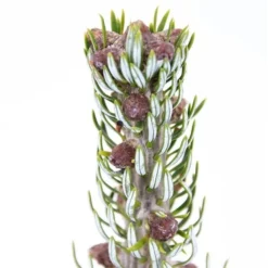 Abies Koreana Silberlocke - Pot 3 Ltr -Flora Hart Verkoopwinkel 1936769721