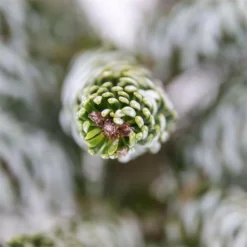 Abies Koreana Silberlocke - Pot 3 Ltr -Flora Hart Verkoopwinkel 1936769724