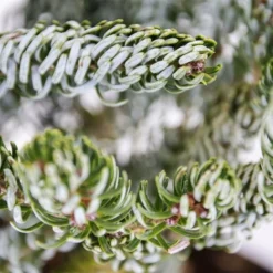 Abies Koreana Silberlocke - Pot 3 Ltr -Flora Hart Verkoopwinkel 1936769727