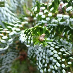 Abies Koreana Silberlocke - Pot 3 Ltr -Flora Hart Verkoopwinkel 1936769730