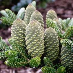 Abies Koreana Silberlocke - Pot 3 Ltr -Flora Hart Verkoopwinkel 1936769733
