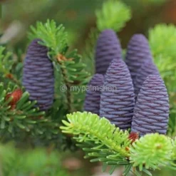 Abies Koreana Silberlocke - Pot 3 Ltr -Flora Hart Verkoopwinkel 1936769736