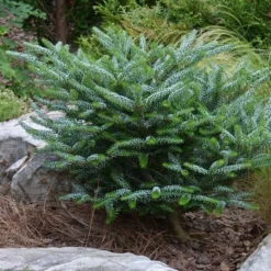 Abies Koreana Silberlocke - Pot 3 Ltr -Flora Hart Verkoopwinkel 1936769739