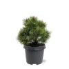 Pinus Mugo Mops - Pot 5 Ltr -Flora Hart Verkoopwinkel 1936770243
