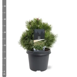 Pinus Mugo Mops - Pot 5 Ltr -Flora Hart Verkoopwinkel 1936770249