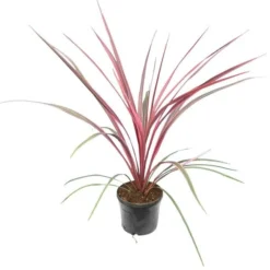 Cordyline Australis Can Can - Pot Ø 19 Cm