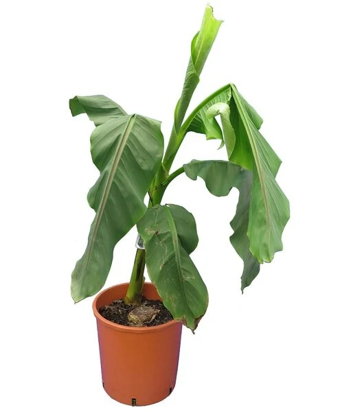 Musa Basjoo - Pot Ø 26 Cm 3 Musa Basjoo - Pot Ø 26 Cm