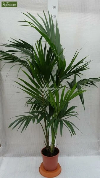 Howea Forsteriana - Totale Hoogte 130-150 Cm - Pot Ø 20 Cm 5 Howea Forsteriana - Totale Hoogte 130-150 Cm - Pot Ø 20 Cm - Afbeelding 3